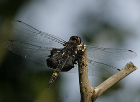 Black Saddlebags